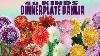 48 Kinds Dinnerplate Dahlia