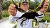 Giant Florida Blue Crabs Are Way Better Than Maryland Blue Crabs Catch Clean Cook Joey Is Back