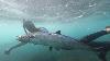 Shoreline Spearfishing Snapper Mackerel And Lionfish