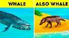 Why Whales Became The Biggest Animal Of All Time